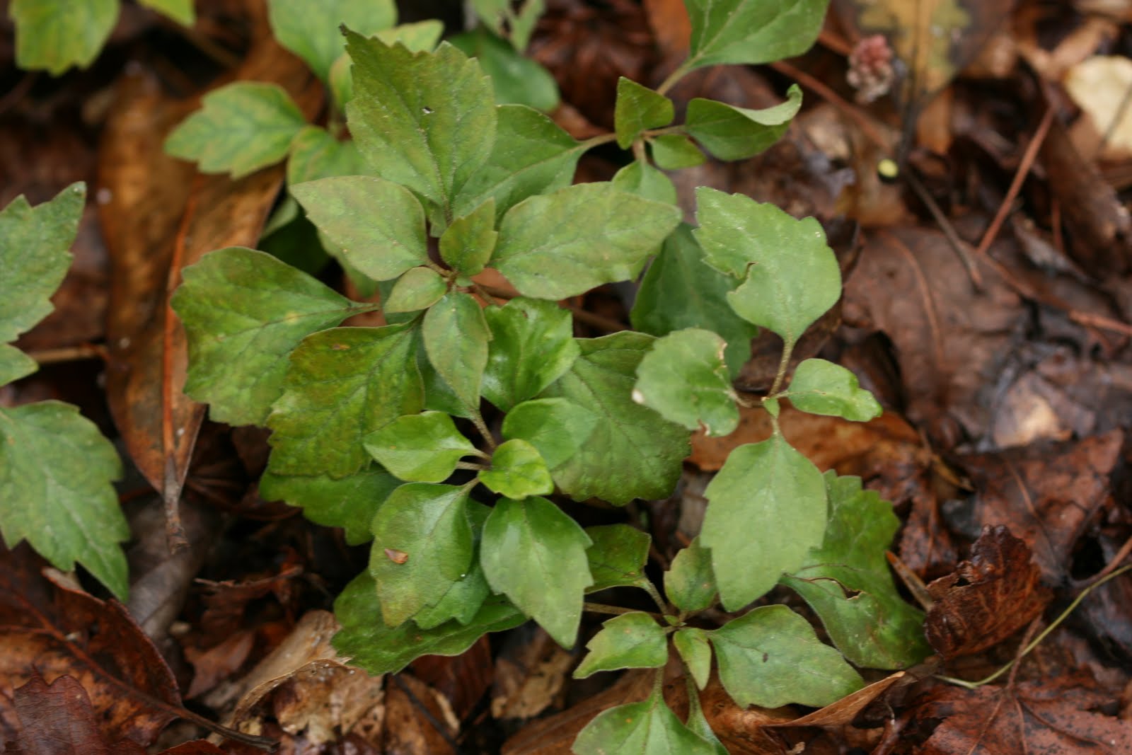 Mountain Spurge