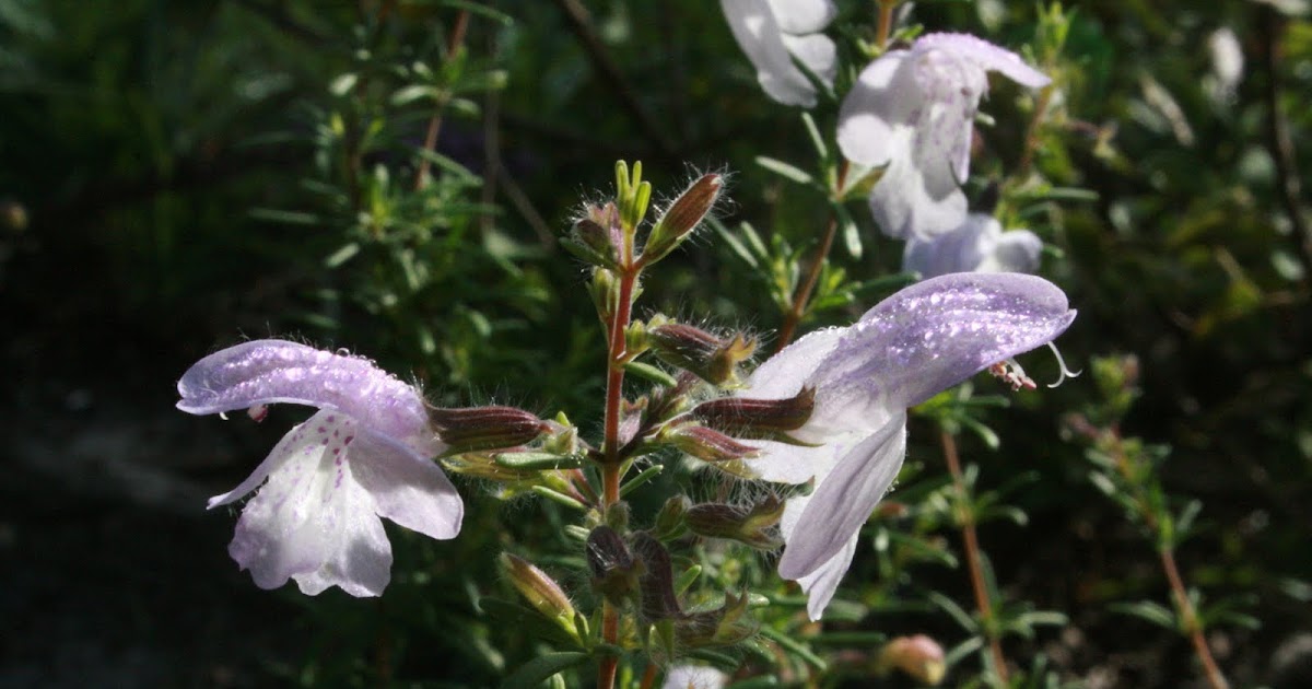 Native Florida Wildflowers Largeflowered Rosemary Conradina grandiflora