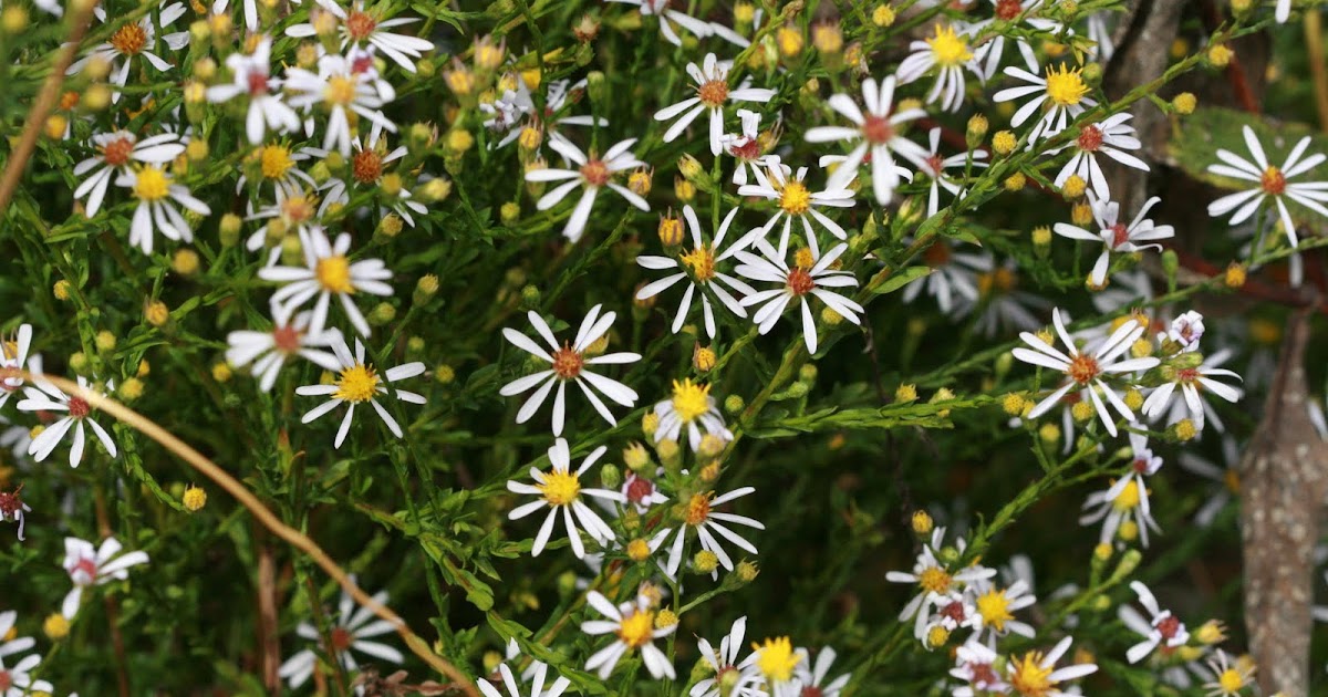 Native Florida Wildflowers Walter's aster Symphyotrichum walteri