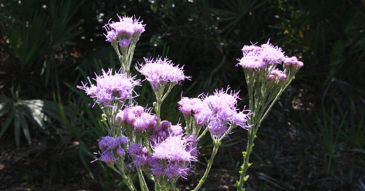 paintbrush plant family name
