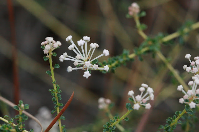 Ceanothus Americanus Q Sharif Homeo Pharmacy