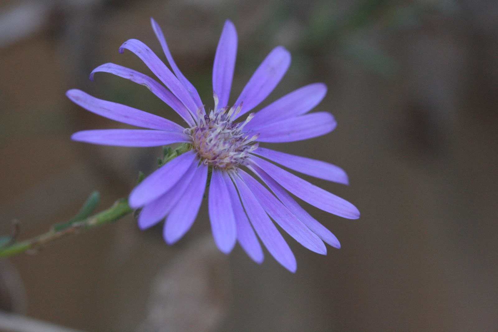 Native Florida Wildflowers aster Symphyotrichum