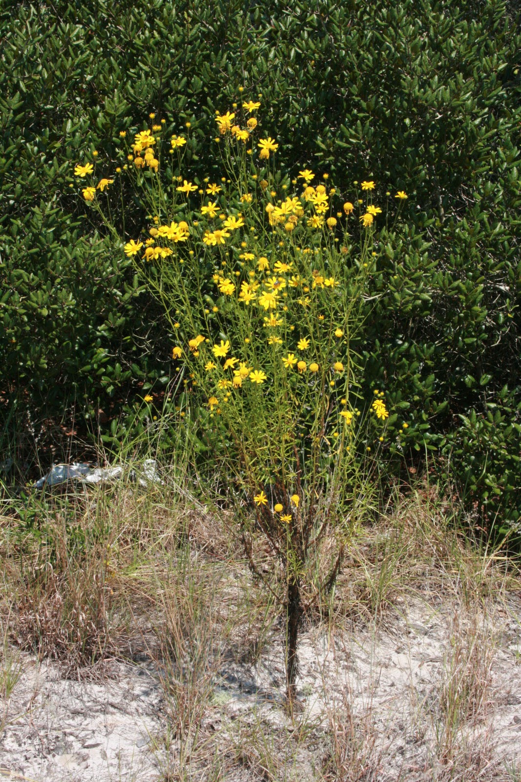 Native Florida Wildflowers Honeycombhead Balduina Angustifolia