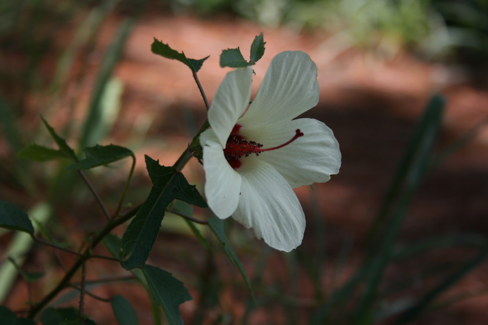 Native Florida Wildflowers Pineland Hibiscus Hibiscus aculeatus
