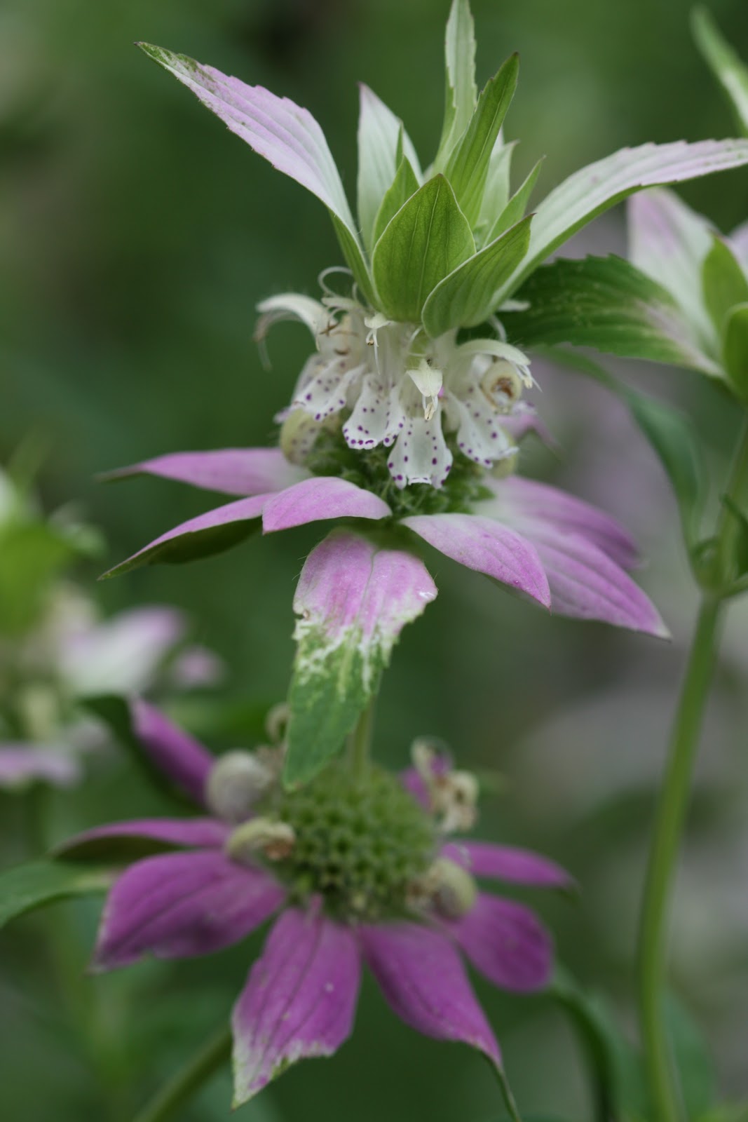 Native Florida Wildflowers Dotted Horsemint Monarda