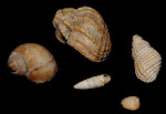 Moluscos del Tanganyika