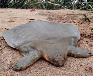 [softshelledturtle.jpg]