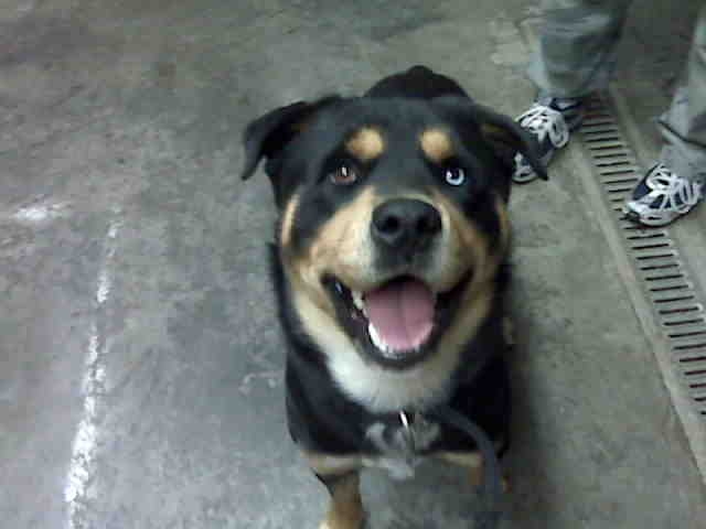 Rott Husky