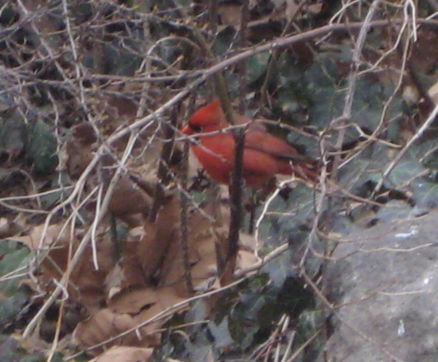 [CentralParkWalk_0059_2.JPG]