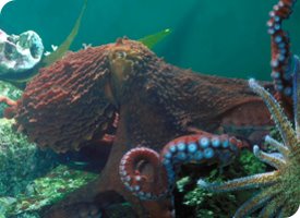 [giant_pacific_octopus.jpg]