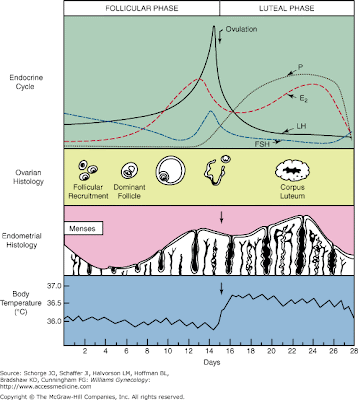 menstrual+cycle.gif