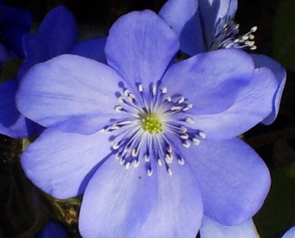 [blasippa2009.jpg]