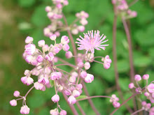 In the garden