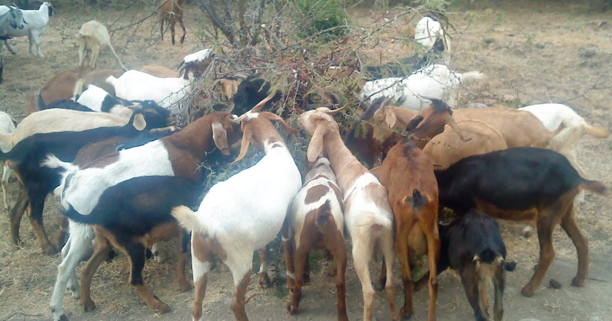 razas de chivos pastoreando todos los chivos....
