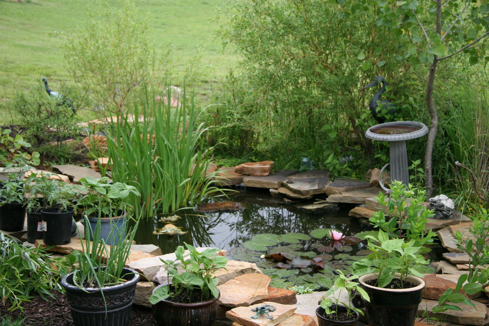 pond in backyard
