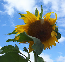 Sunflower in September