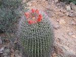 Desert Flower Garden