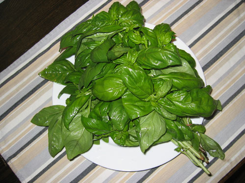 Basil
