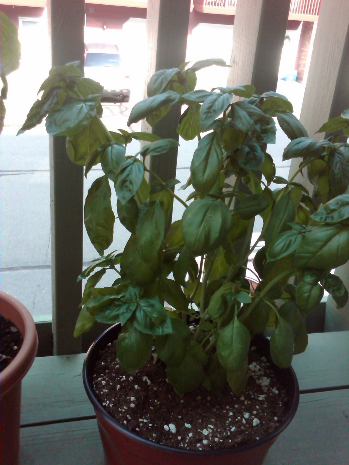 [basil.JPG]