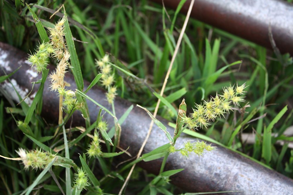 Notes From The American Outback More prickly things