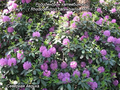 сорта рододендронов, листопадныые рододендроны, рододендрон японский, цветок, азалия фото