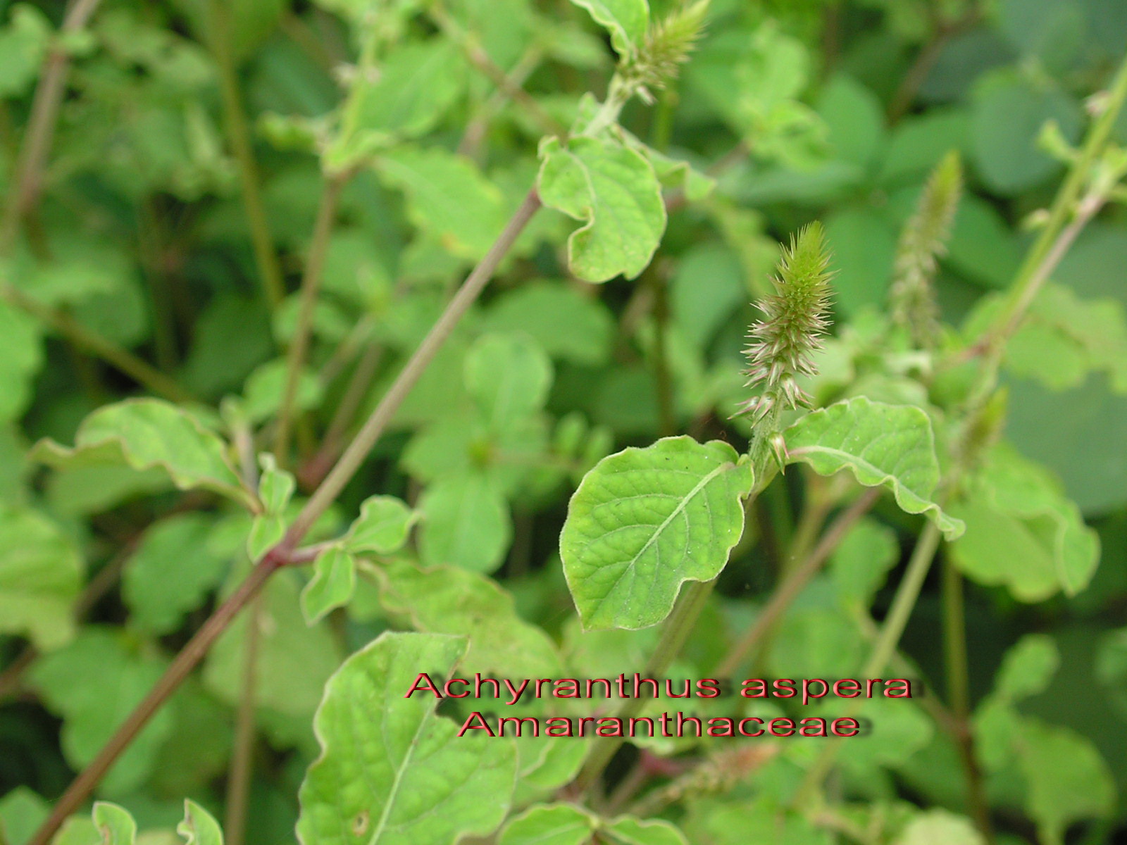 Plants used for Ganapathi puja; Medicinal plants and Poisonous plants around us