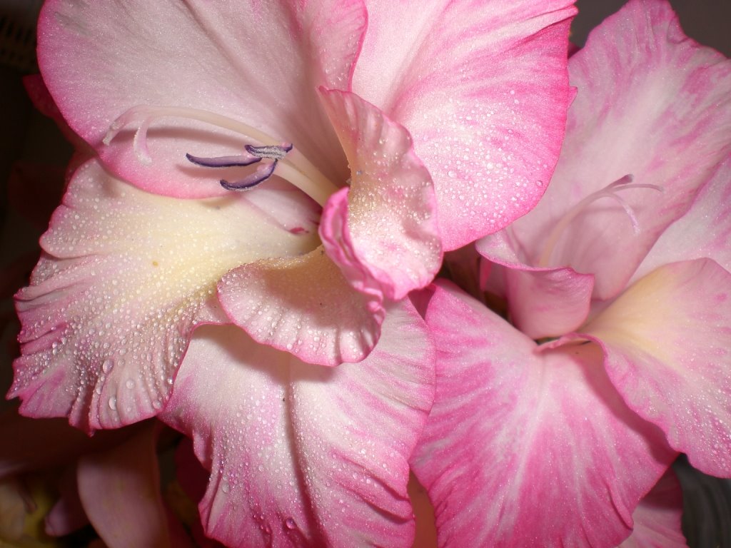 [komprimert+CIMG0782.JPG]