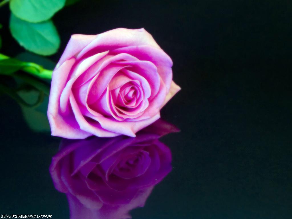 Fondos de escritorio rosas 3D HD Fondos de escritorio rosas 3D HD