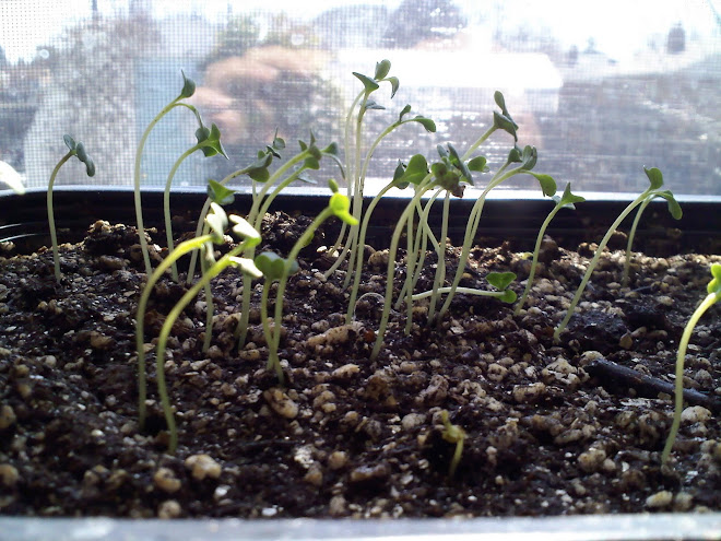 sprouts