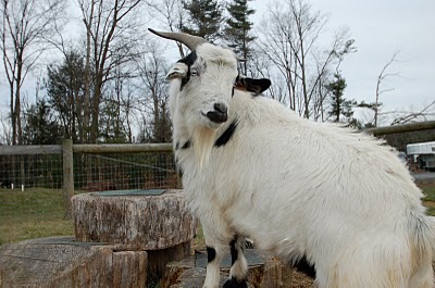 [bee haven goat 7.JPG]
