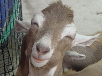 super smiley goat