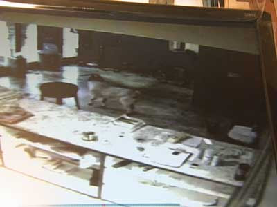 goat breaks into strip club goat breaks into strip club