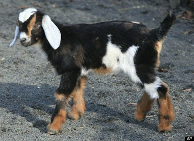 mini-nubian goat kid born at central park zoo