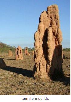 [termite_mound.jpg]