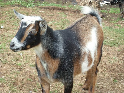 farm goats carriage