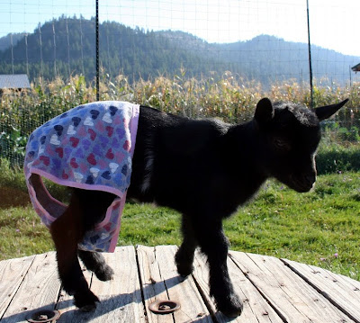 Emily, baby black goat in purple panties