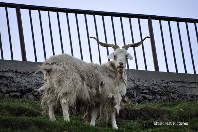 [goat+in+Leavenworth+via+JansPlaceUSA.JPG]