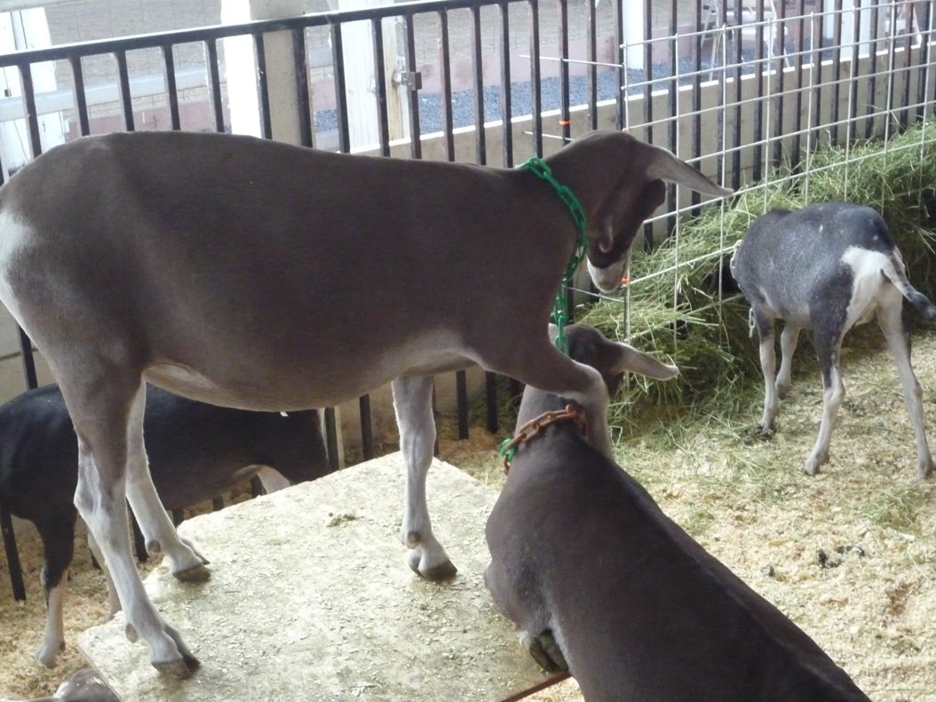 [goat+blessing+from+anna.jpg]