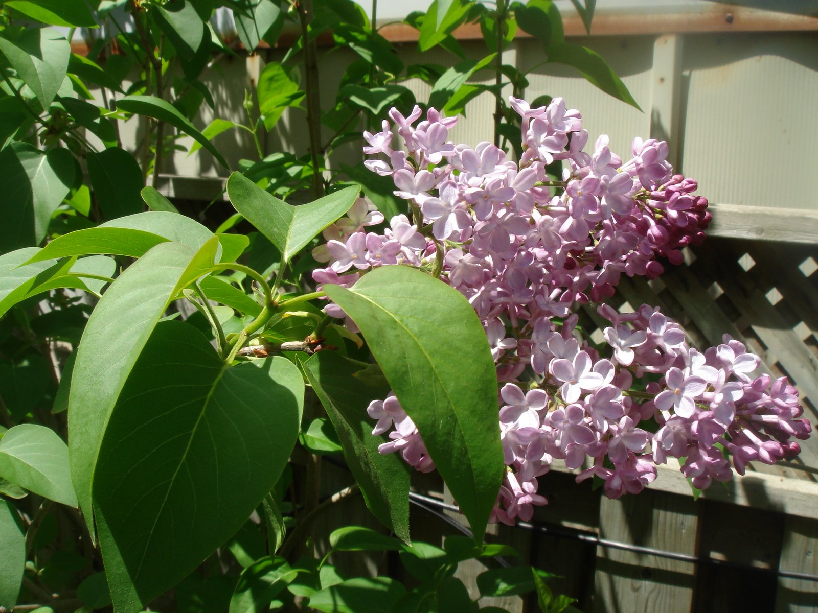 [DSC07970.JPG]
