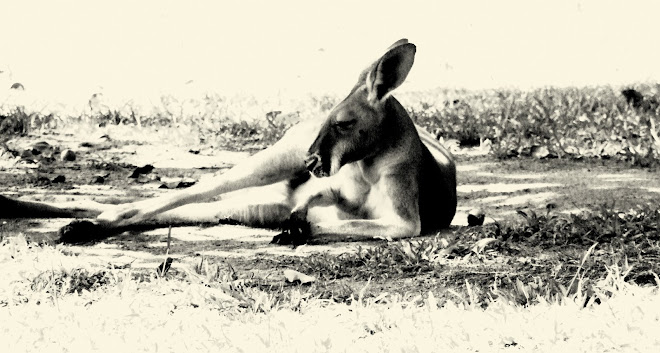 SOAKING UP THE SHADE.