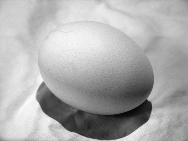 Line Drawing Egg : Drawing the incredible edible value of an egg