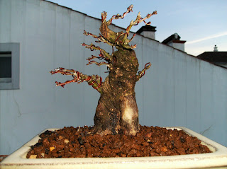 shohin Acer palmatum Acer+008