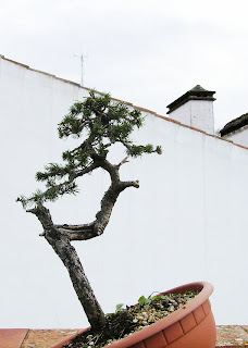 Pinus sylvestris Pinus+002