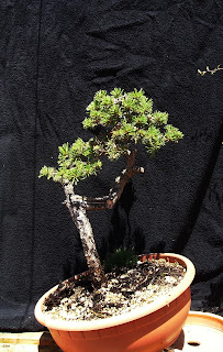 Pinus sylvestris Calor+001