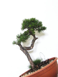 Pinus sylvestris P+009