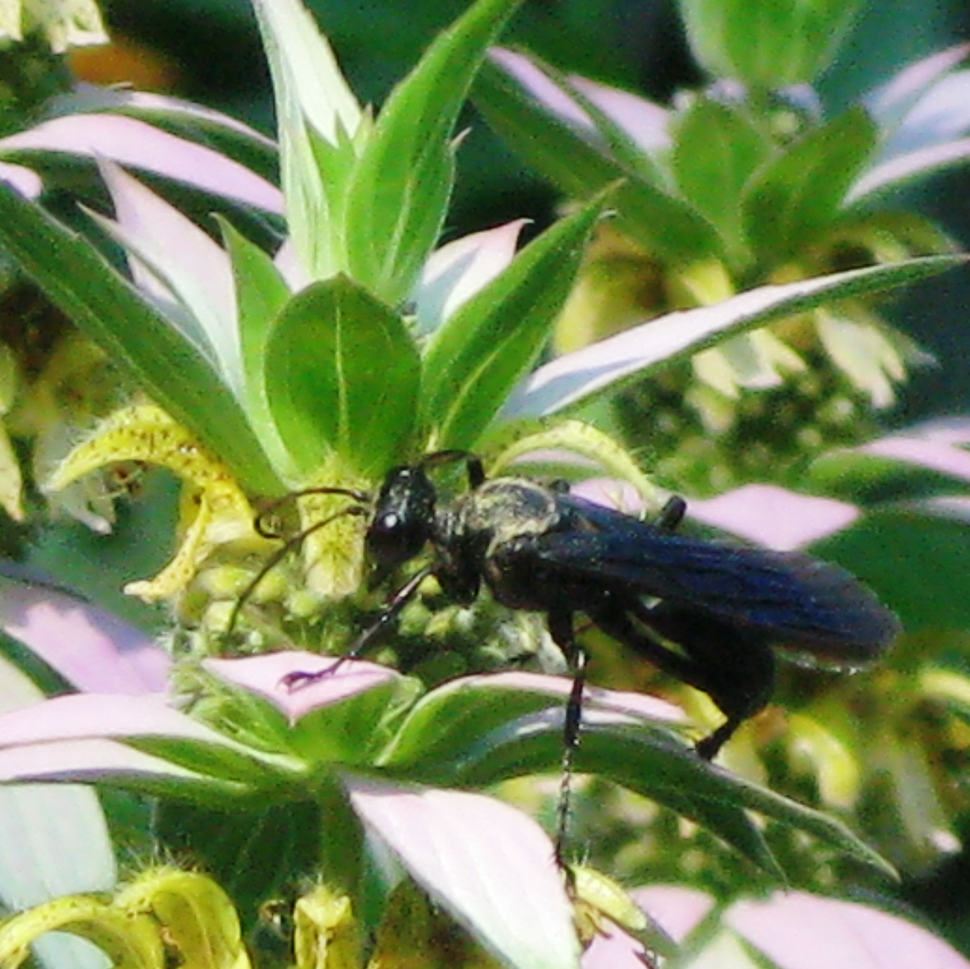 Be A Smarter Gardener In 2019 Is A Cultivar As Good As The Native
