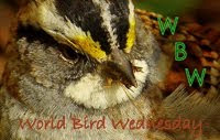 Wild Bird Wednesday