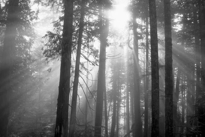 [sun%20through%20trees.jpg]