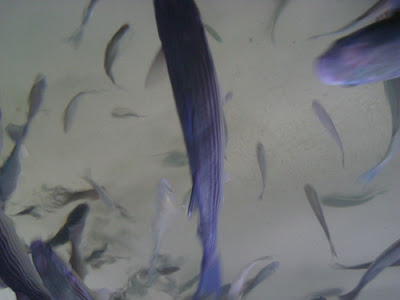Lyme Regis Aquarium
