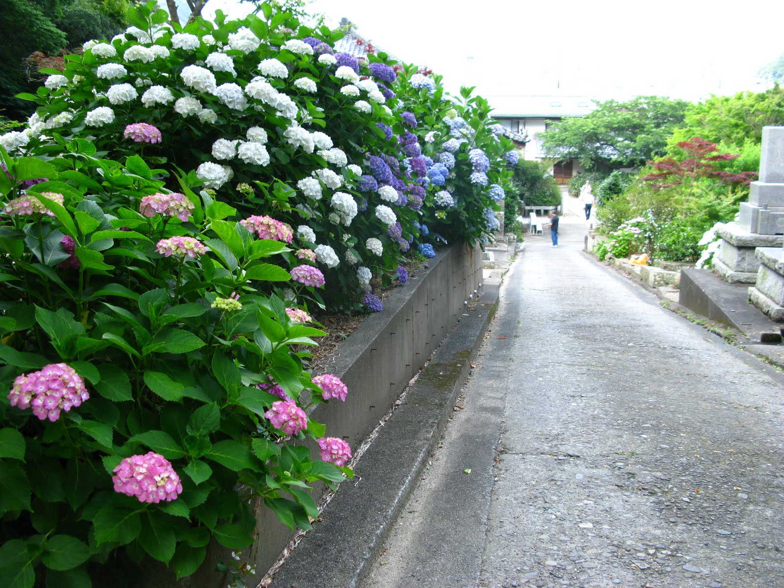 Hydrangeas in Shimoda Japan Blog Tokyo Osaka Nagoya Kyoto